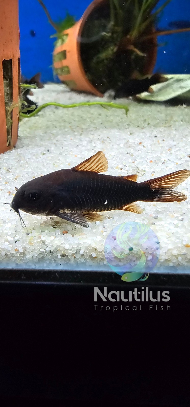 Black Venezuelan Cory -We combine shipping!! Tank Bred