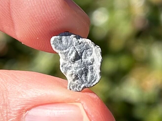 Fossil Trilobite Peronopsis interstrictus Utah Cambrian Age Bug