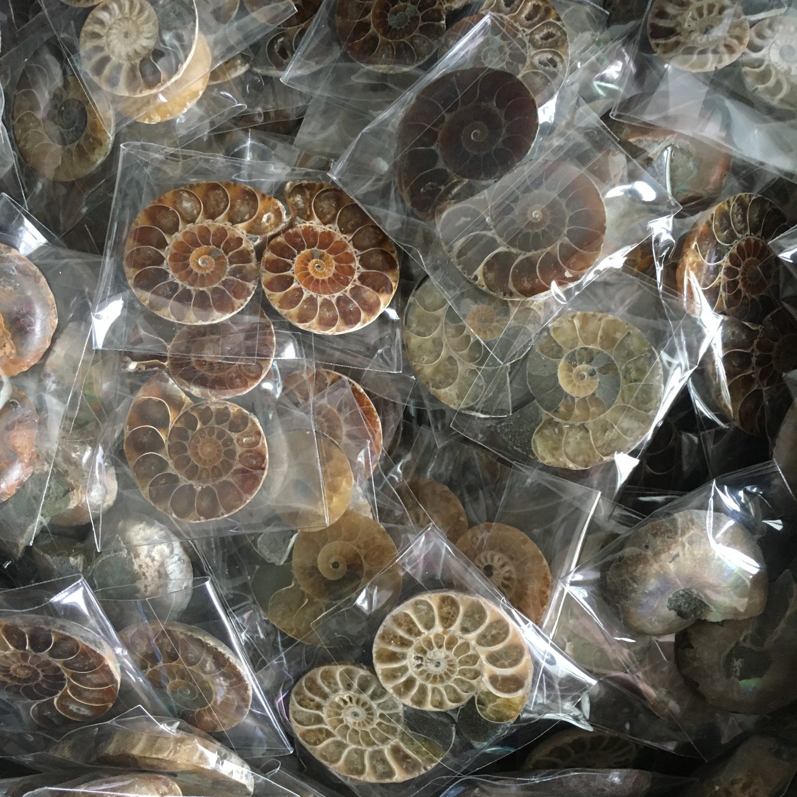100 pair of Split Ammonite Specimen Shell Healing Madagascar 01
