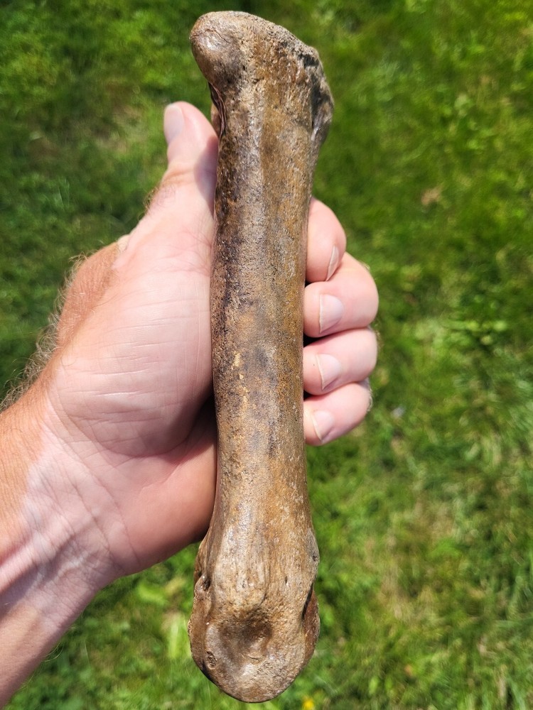 Bison metacarpal Historic bison foot bone