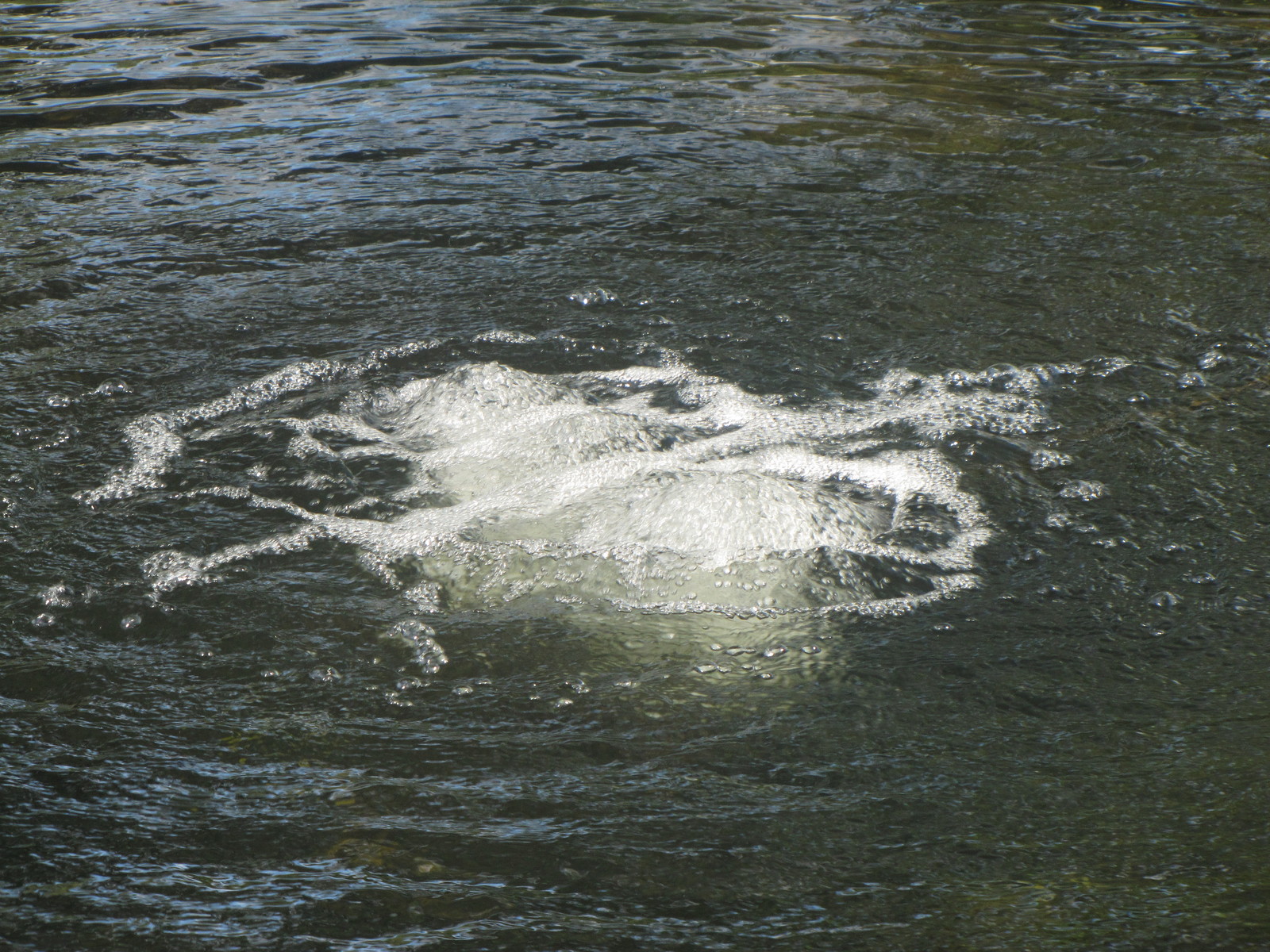 Medium Pond air diffusion AERATION / AERATOR SYSTEM 50ft WEIGHTED Hose,Diffuser!