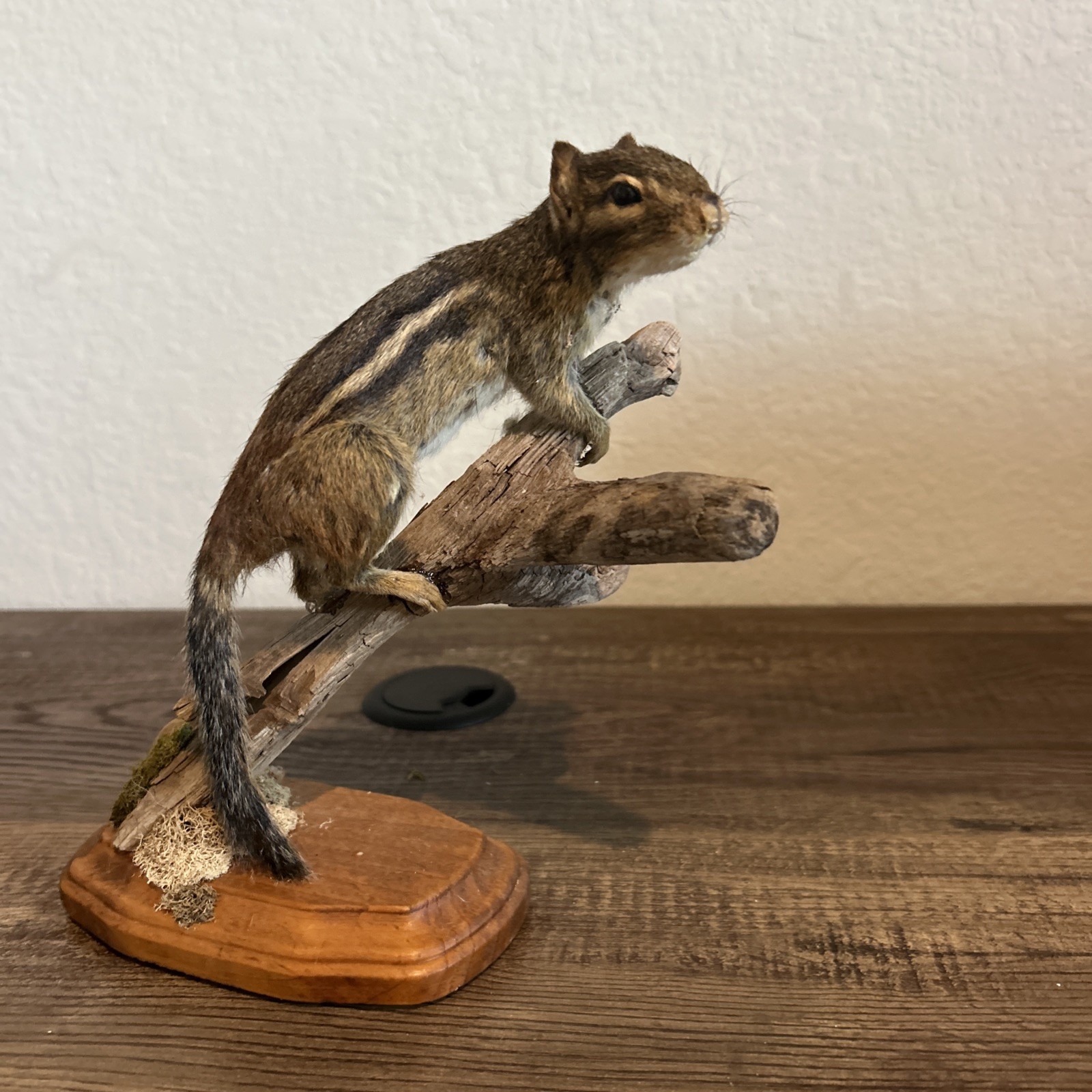 Chipmunk On Base ~ Taxidermy