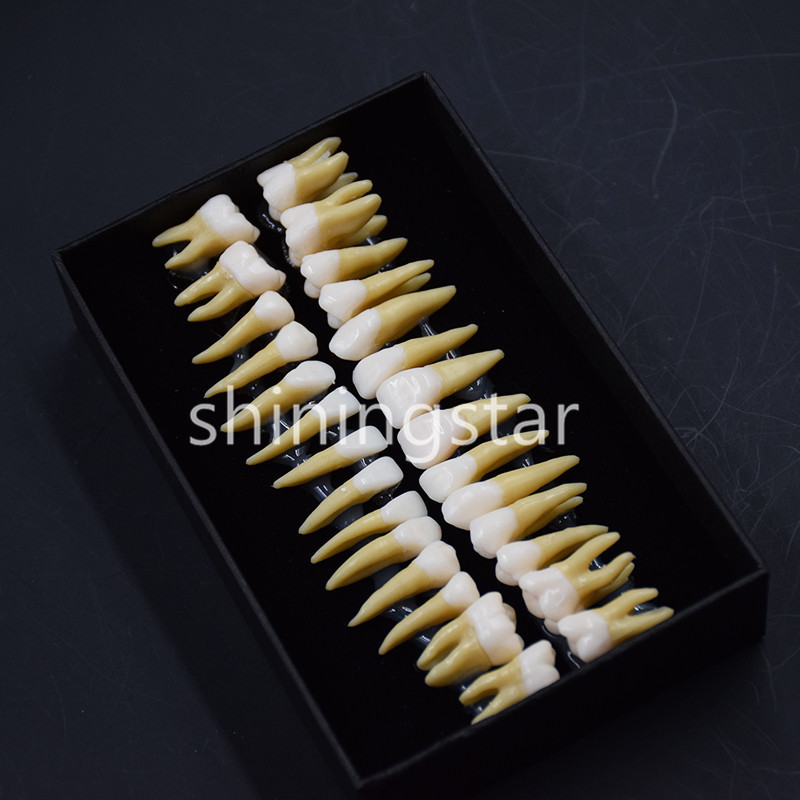 Full Upper Lower Tooth 1:1 Permanent Teeth Demonstration Teach Study Model 7008