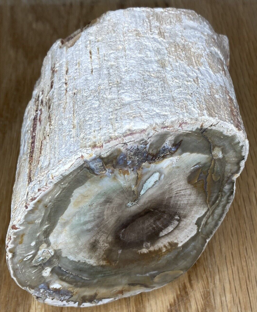 Fossil Specimen, Silicified Tree Branch Section, USA, 90mm