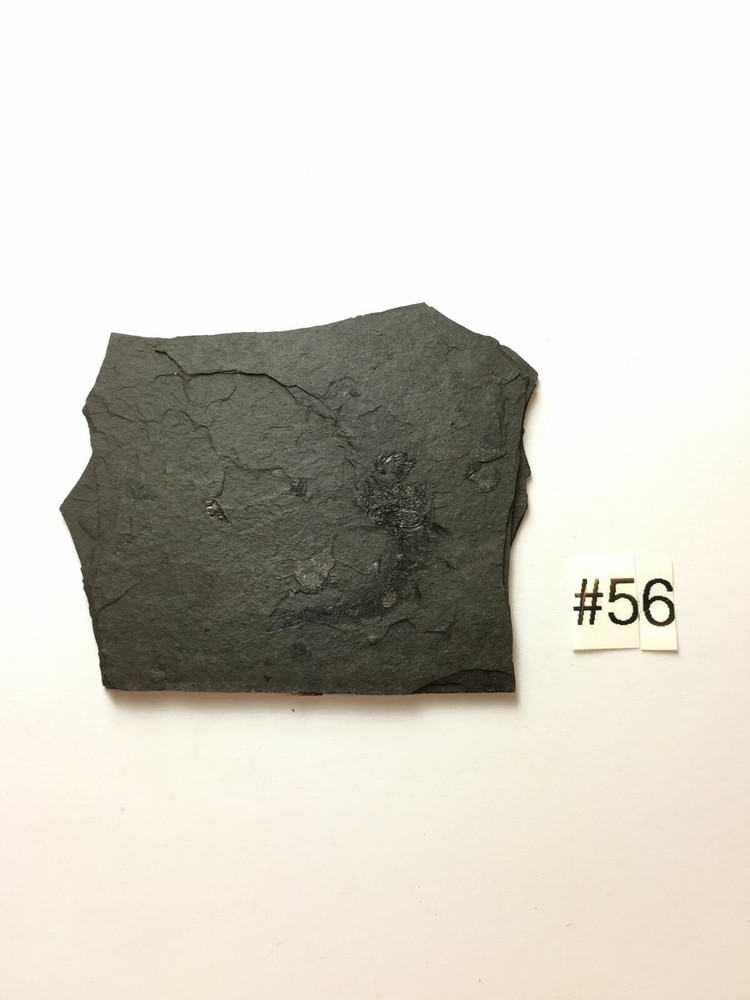 FOSSIL FISH CLUPEA