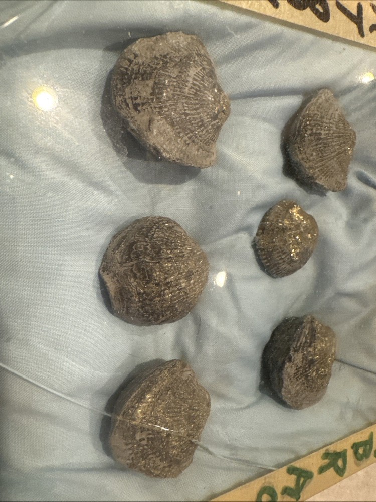Brachiopod Pyritized 12 Piece Brachiopod Pyritized