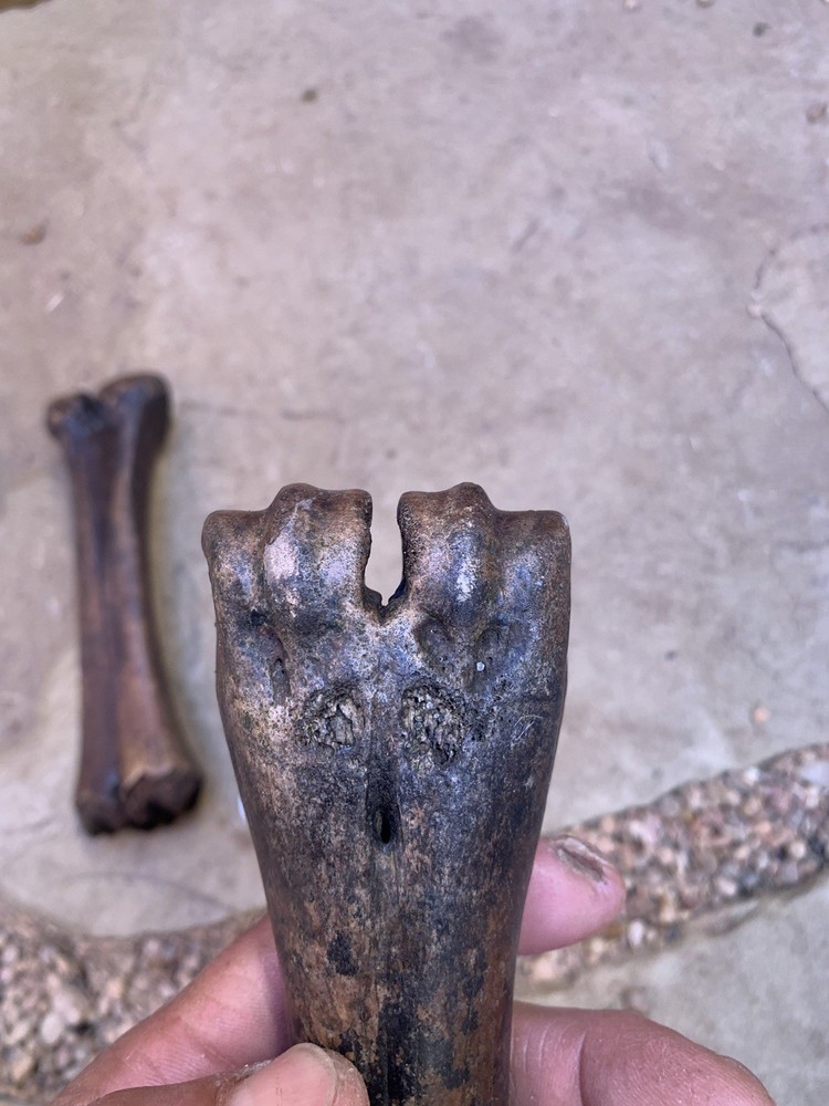 Fossilized, Bison, Bones