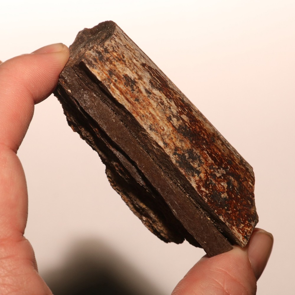 Dinosaur Rib Bone Chunk - Authentic Fossil - Hell Creek Formation Cretaceous