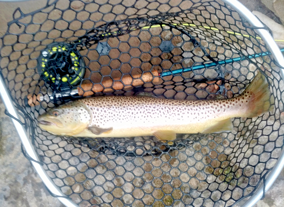 Tippet Rings 2mm Euro Nymph Competition Fly Fishing Leader Tippet Ring FREE SHIP