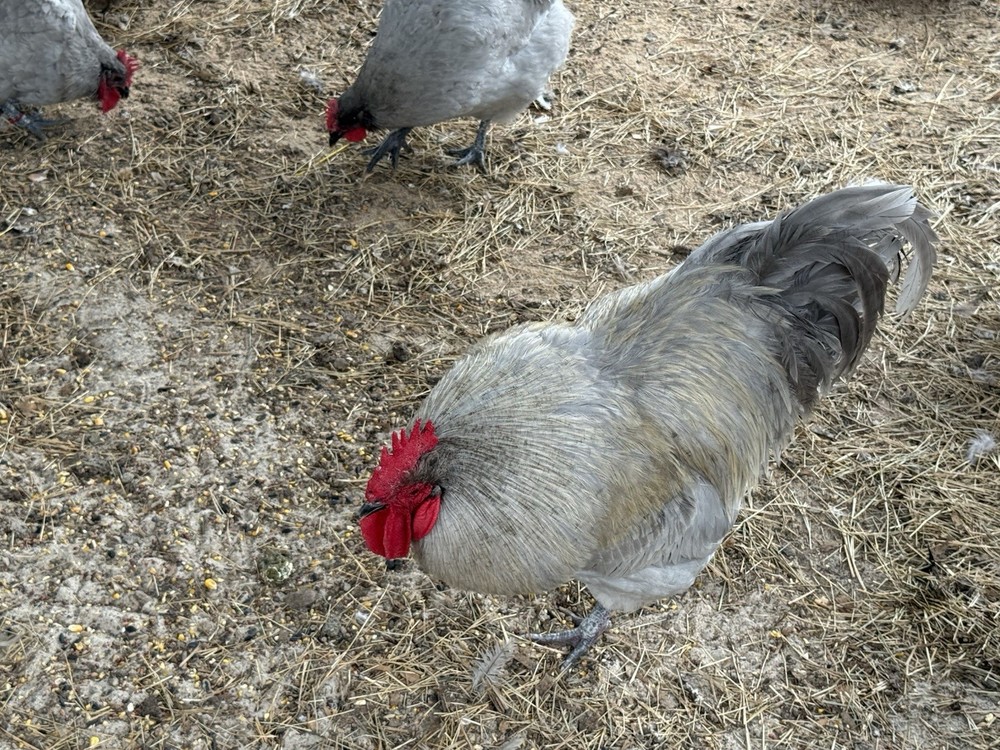 SPRING HATCHING EGGS ONE Fertilized Lavender Orpington Hatching Eggs for $5…