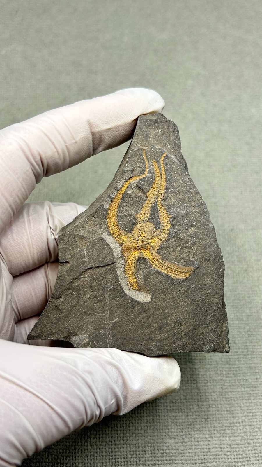 Natural boutique Moroccan sea snake tail echinoderms, ancient marine fossils