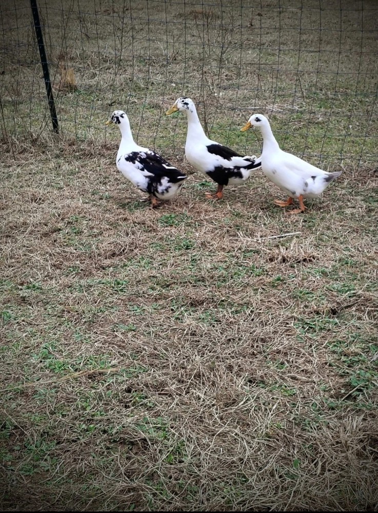 12+ Ancona duck hatching eggs