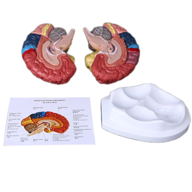 Life Size Human Brain Functional Area Model Anatomy for Science Classroom Study