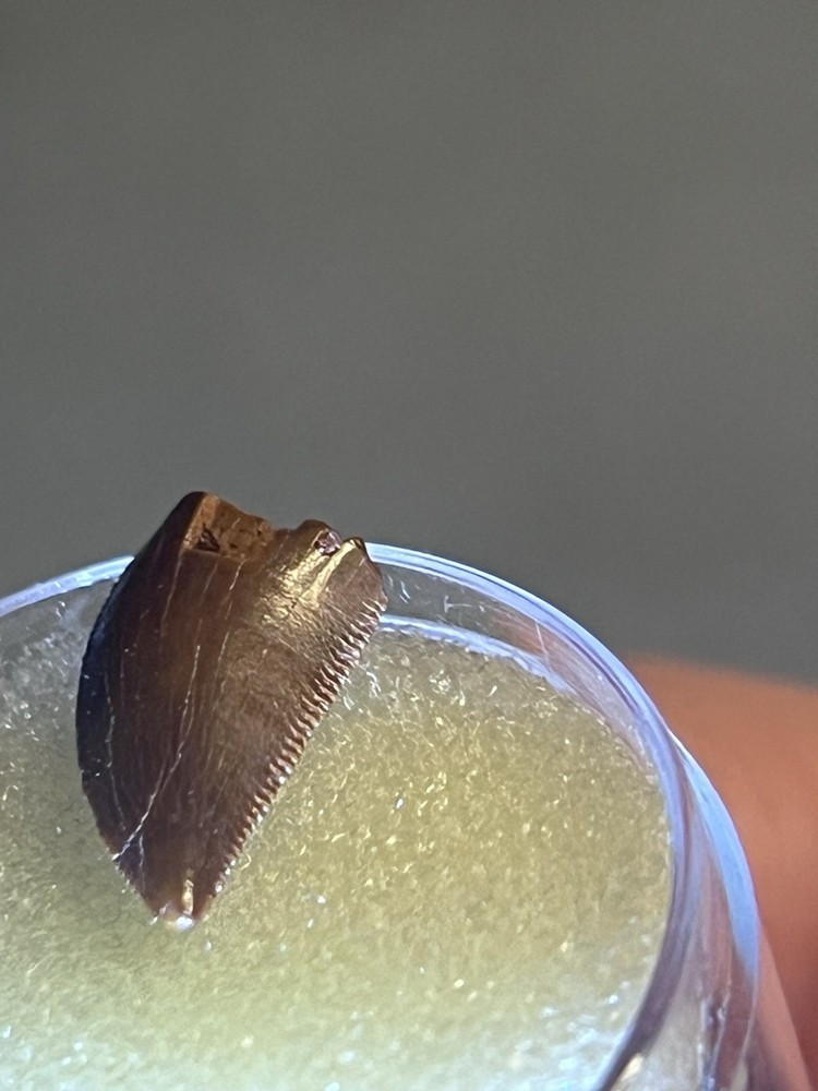 Abelisaur Tooth