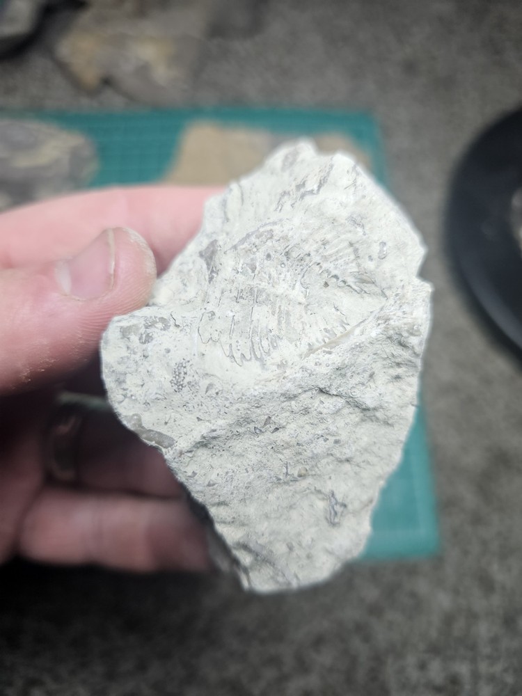Lot Of Various Unknown Fossils