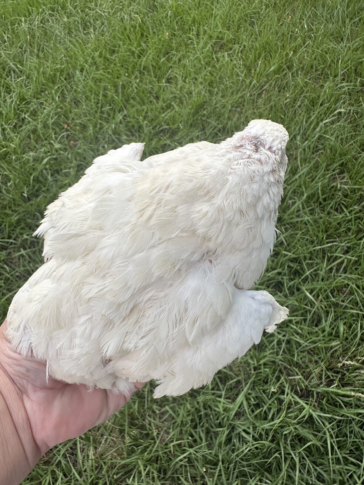 Quail 12++Jumbo Texas A&M Large Egg Layer Great meat priority ship and foam pack