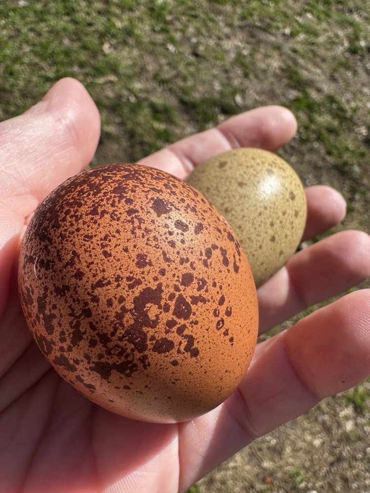 Hatching Chicken Eggs 10+ Speckled