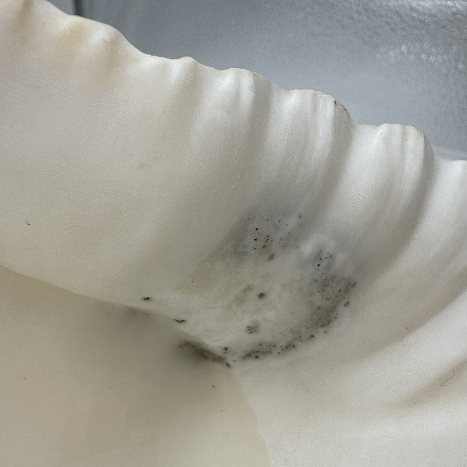 Giant Clam Shell Tridacna Gigas 9.5” Long X 7.5” Wide Fossil Indentations Clean