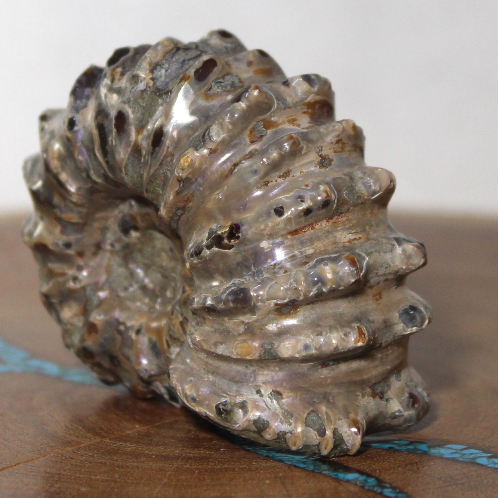 Fossil Douvilleiceras Tractor Ammonite Great Ridge Formation Ancient Ocean Life