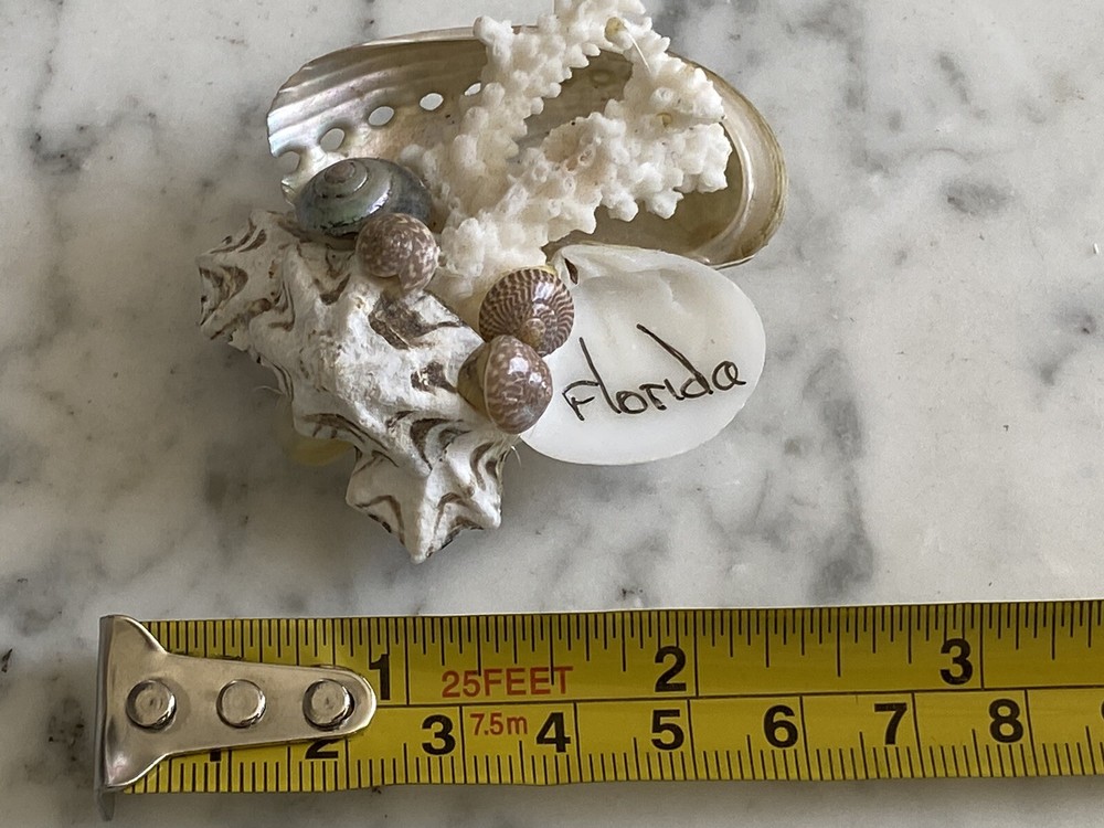 Florida Beach magnet coral shells seashell Sea Shell