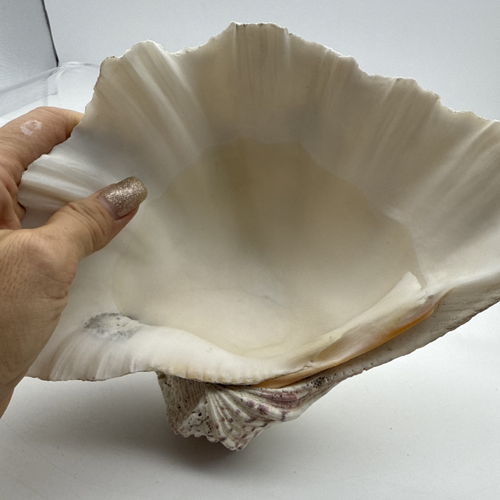 Giant Clam Shell Tridacna Gigas 9.5” Long X 7.5” Wide Fossil Indentations Clean