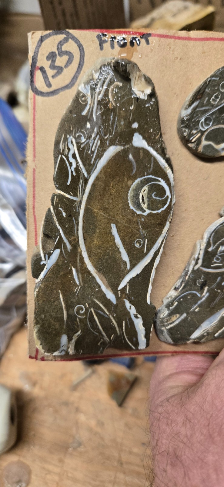 Purisma Formation Fossil Limestone, Cabochon Slabs Preforms 13 Pcs, Flat 135