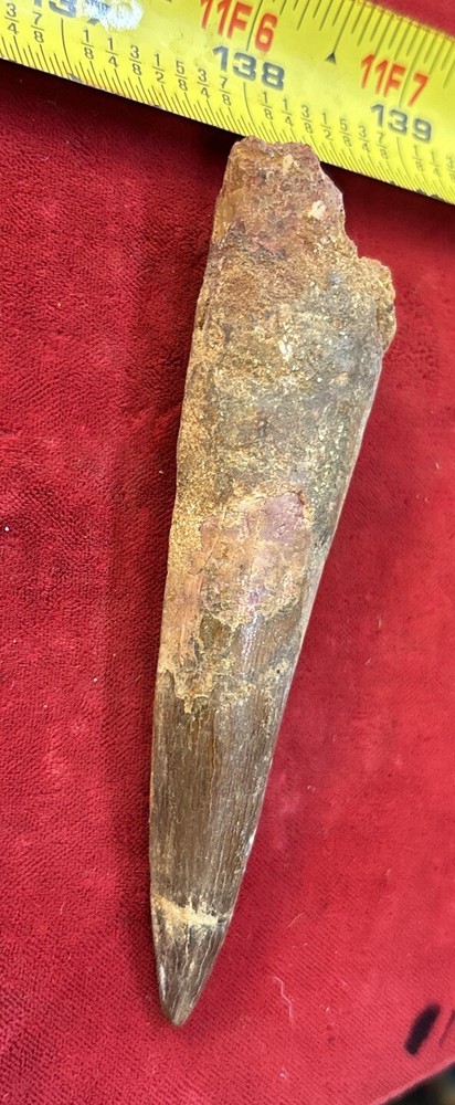 Authentic 4” Spinosaurus Tooth Fossil