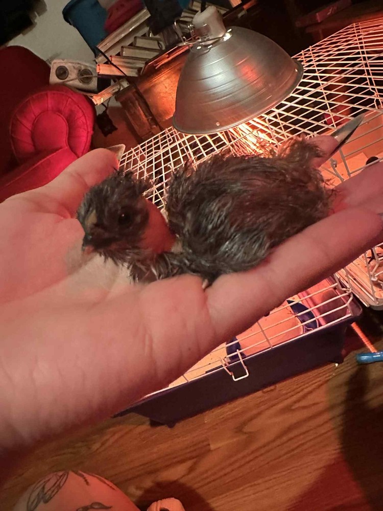 Bantam mystery egg Hatch 18 eggs