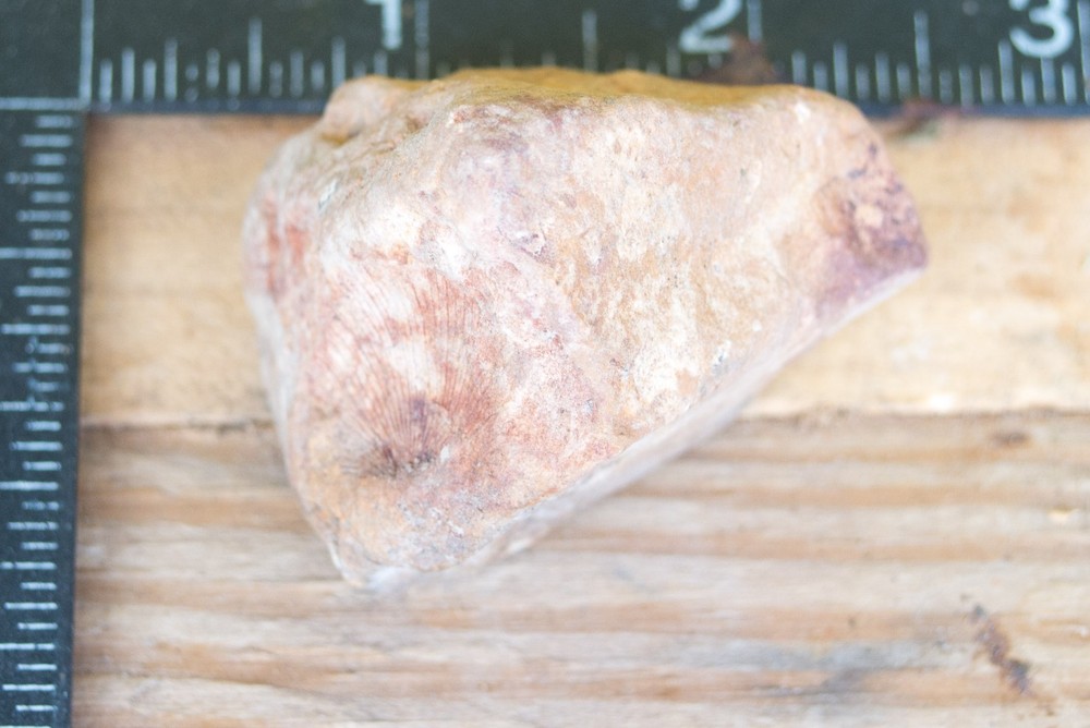 NE Oklahoma Fossil