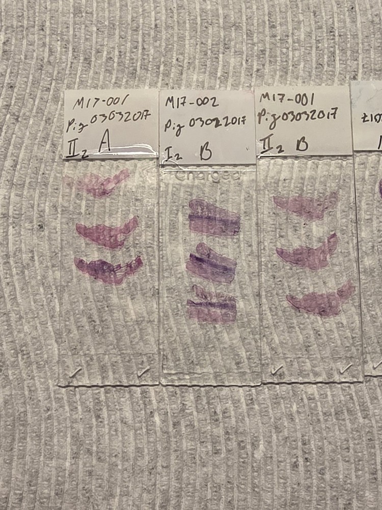 Pig Skin Microscope Samples