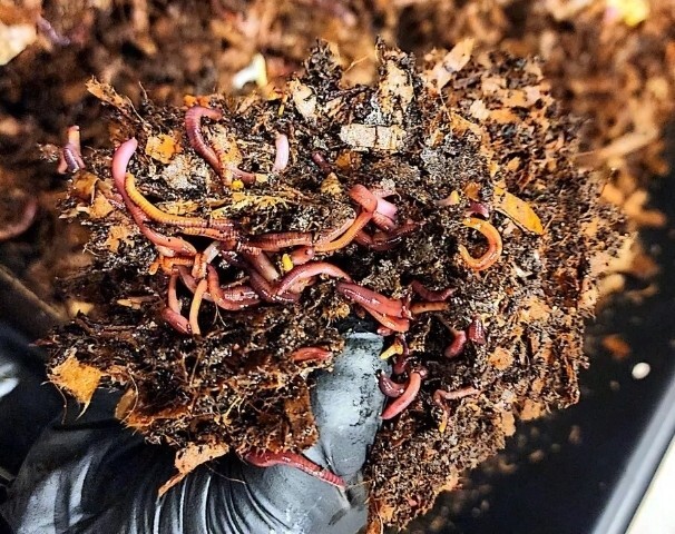 1 Lbs PURE RED WIGGLER Compost Worm /FREE SHPG/Weather Determines SHPG