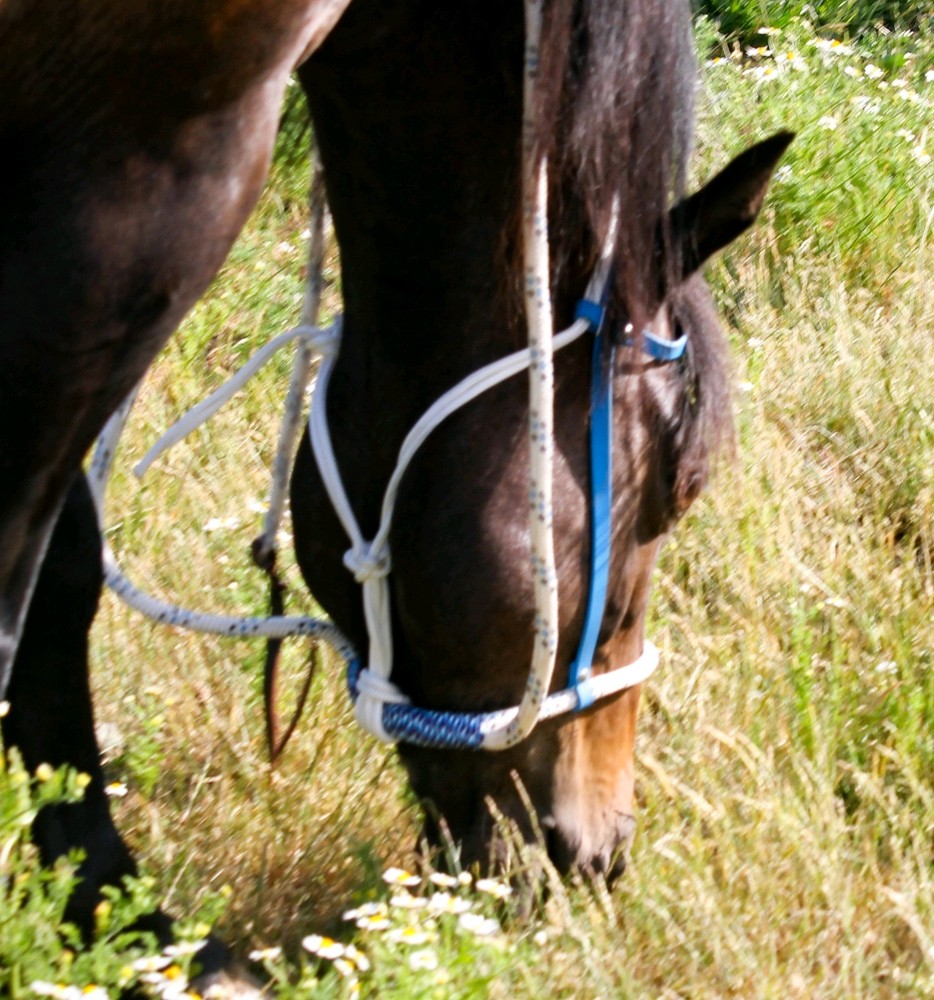 Sage Green Biothane Loping / Hackamore Bridle