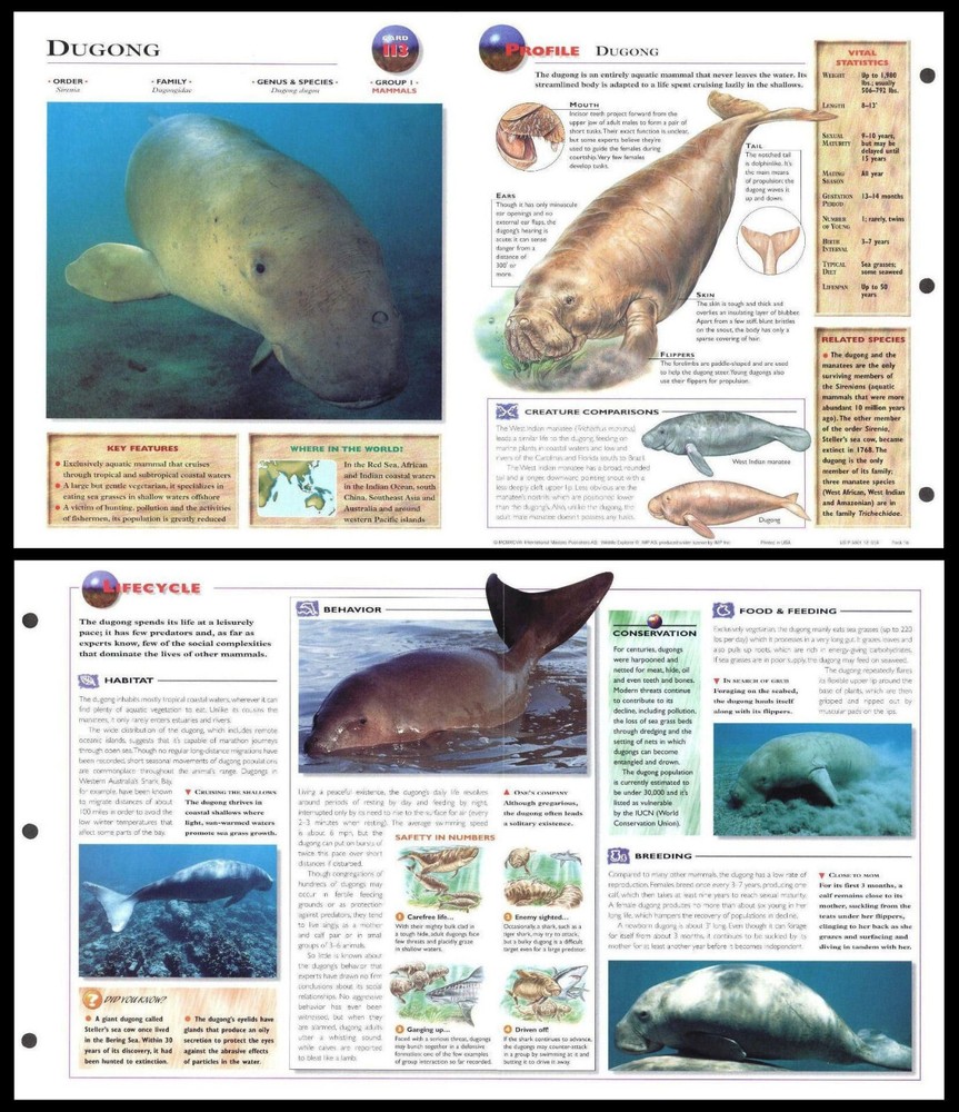 Fold-Out Sheet - Dugong - 113