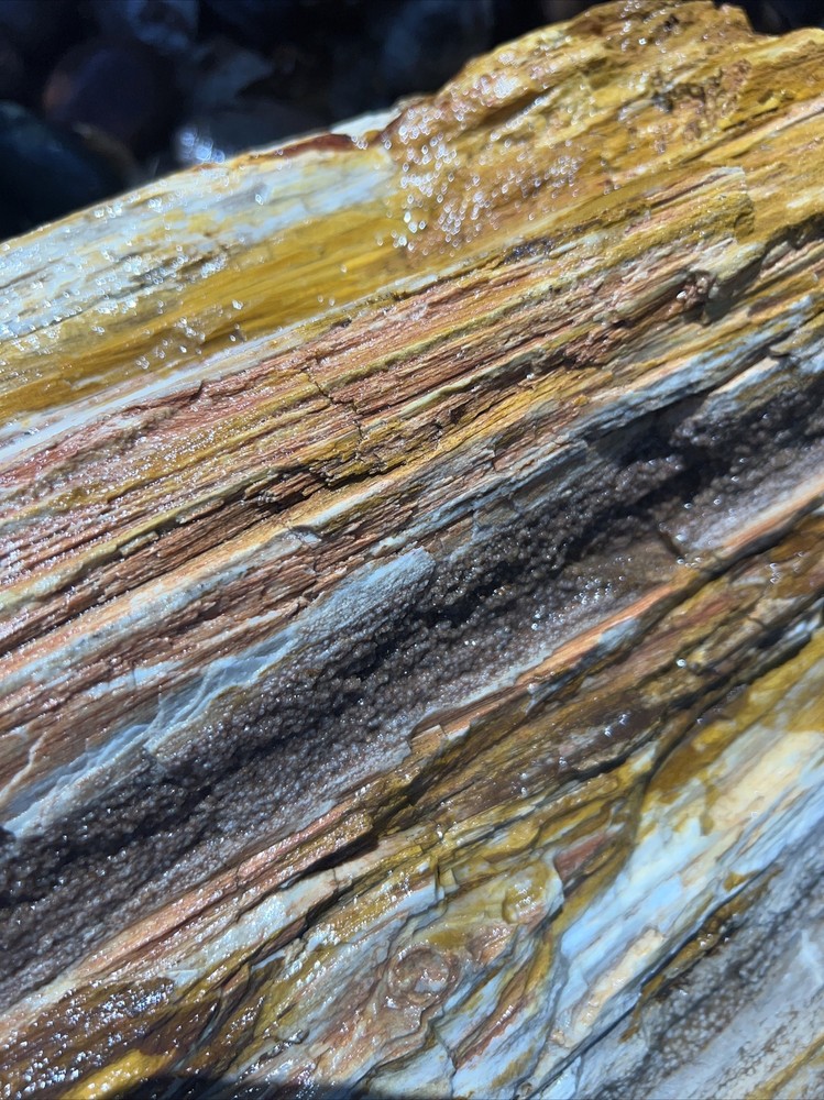 PETRIFIED LOG Large Piece.