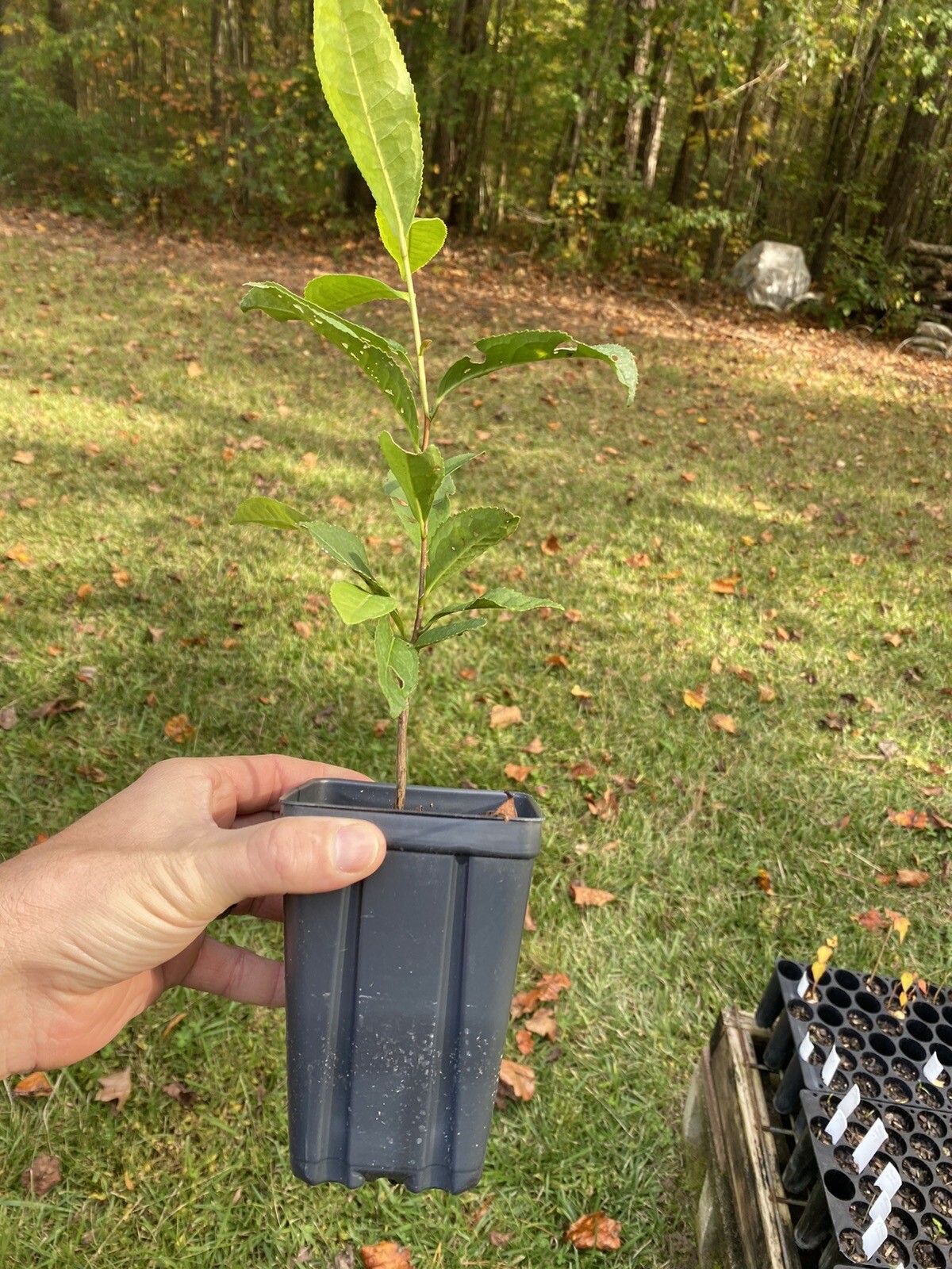 Tea Plant | Camellia sinensis | Black, Oolong, Green Tea