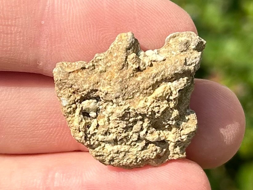 Alabama Fossil Starfish Cast Mississippian Age Bangor Limestone Formation