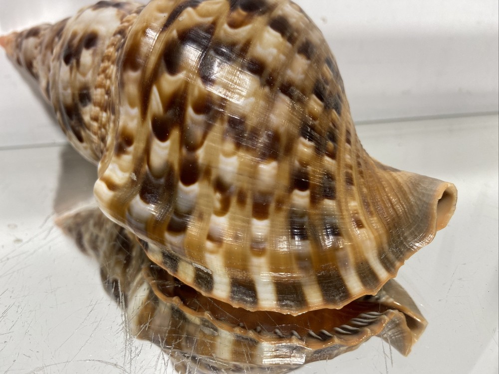 Seashell Large Size From Collection Rare and Beautiful