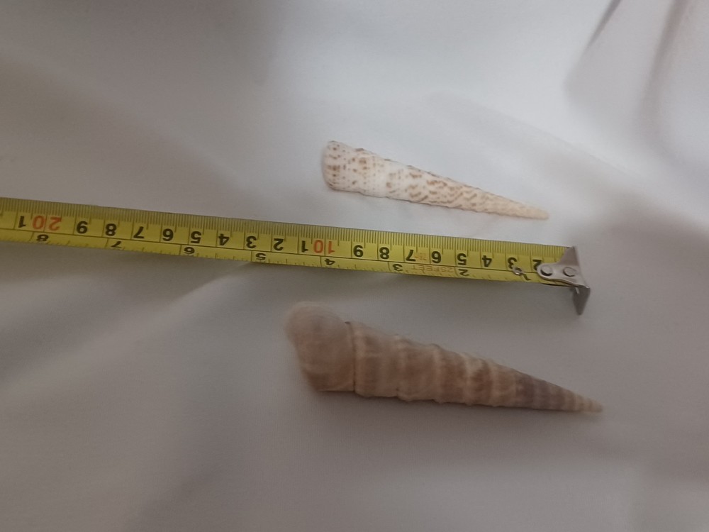 Assorted Large Conch / Seashell Lot See Pics