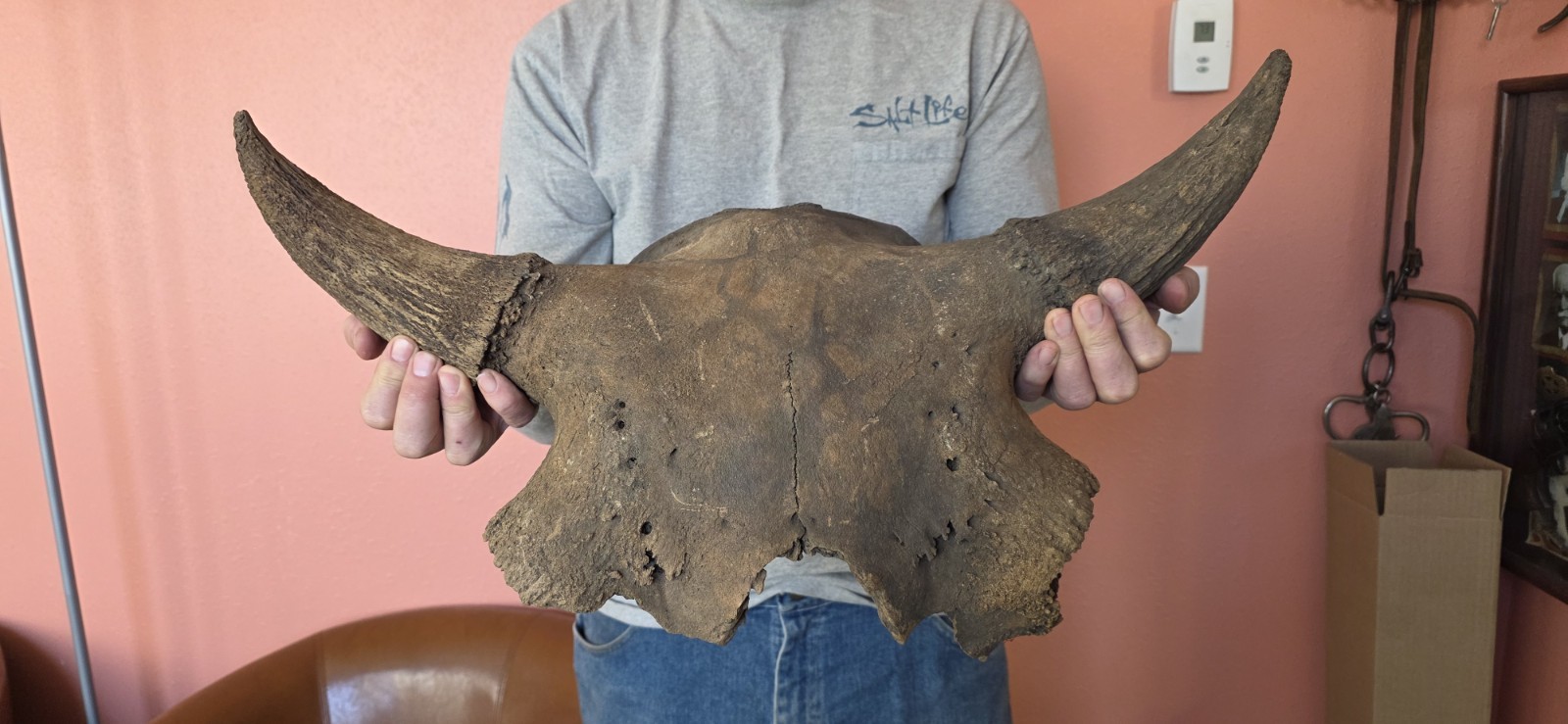 Very Nice Bison Skull Cap. FOSSIL