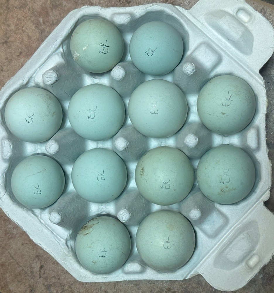 Ermine Ameraucana Hatching Eggs 12+