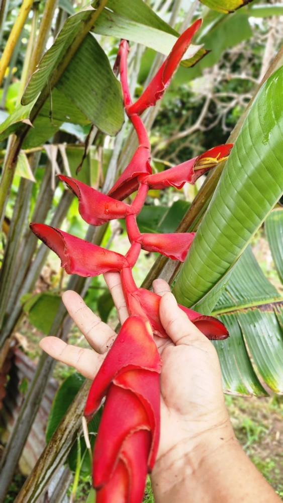 Heliconia longissima