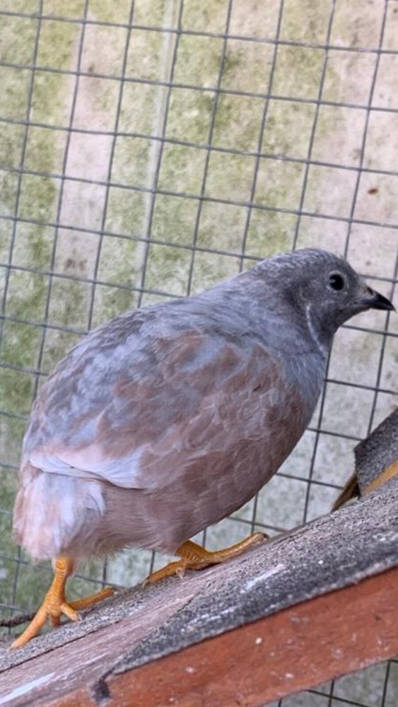 15 Button Quail Hatching Eggs