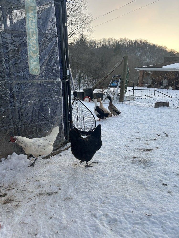 12 Assorted Hatching Eggs, EASTER EGGER, BCM, LAVENDER ORPINGTON, ETC.