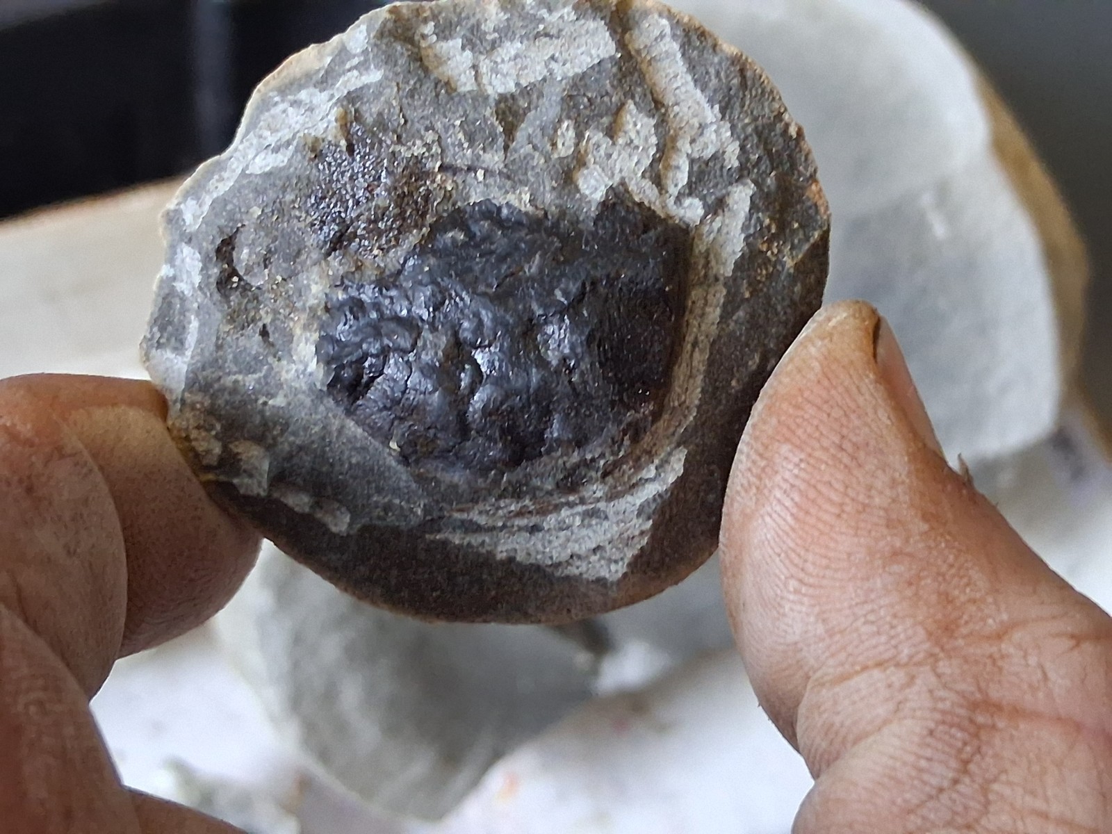 15 Unfinished Crab Fossil Lot Washington State