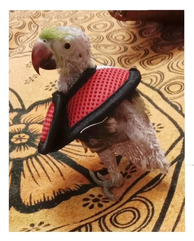 Collar for Parrot - Good