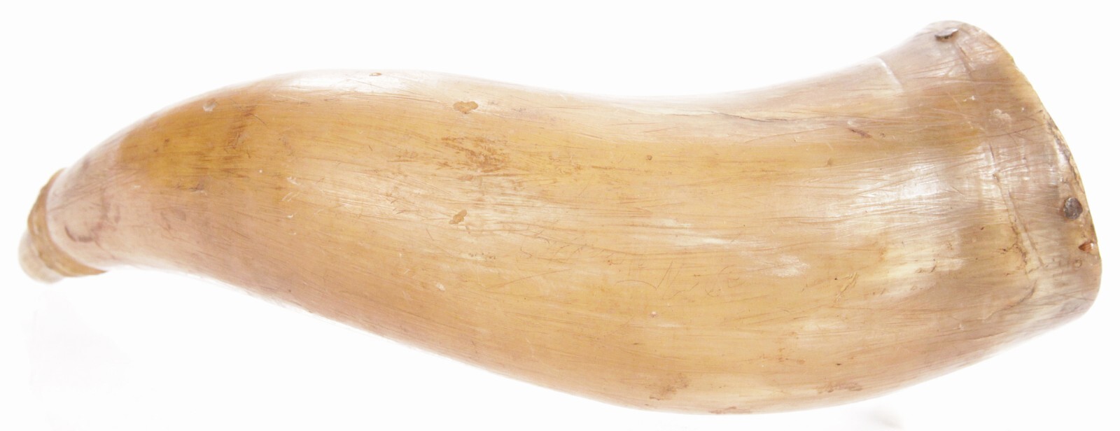 Antique 19th Century American Translucent Cow Horn Powder Horn Flask Old