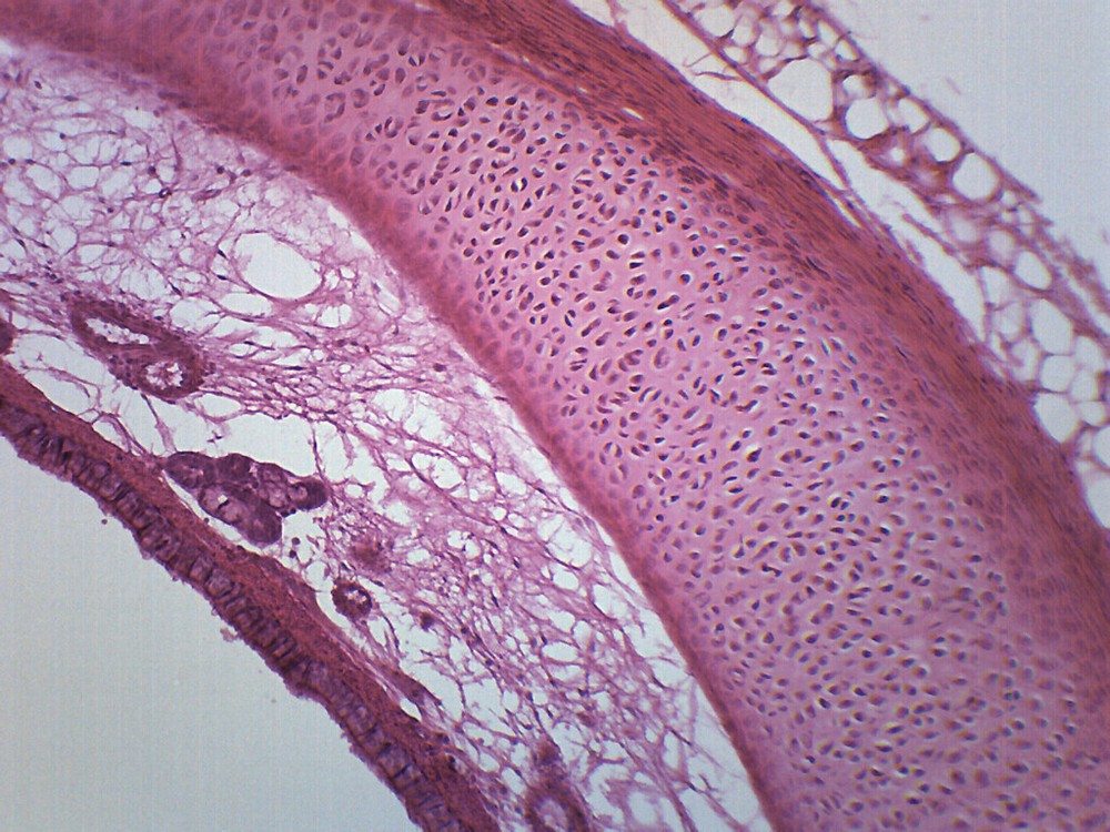 Trachea, Mammal - Prepared Microscope Slide - 75x25mm - Eisco Labs