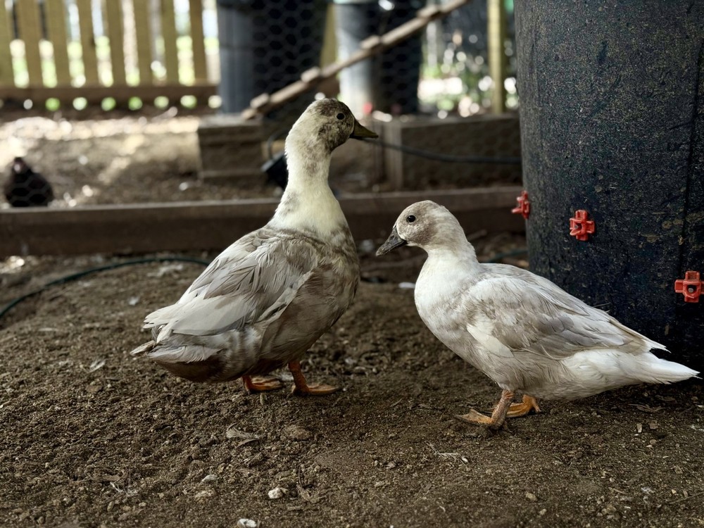 5+ Silver Bibbed Call Duck Hatching Eggs