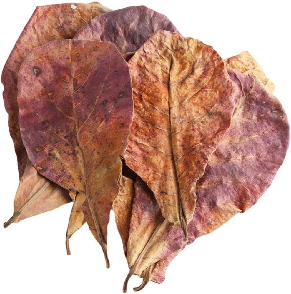 Large Indian almond leaves 7inch-10inch Catappa, Ketapang for shrimp Beta Fish