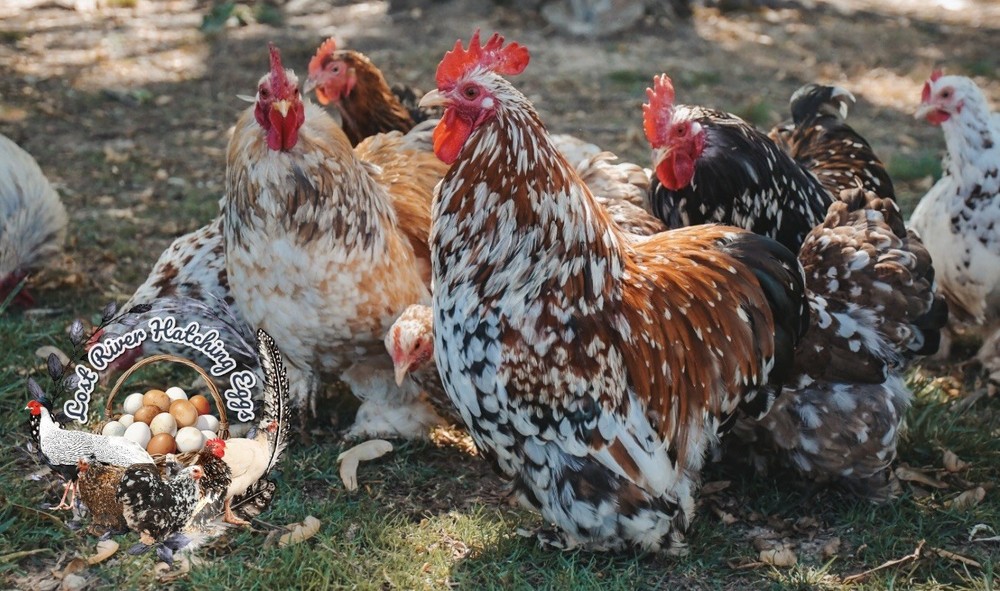 Bantam Cochin Hatching Eggs 6 Eggs Assorted Colors NPIP